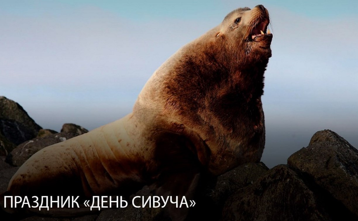 День сивуча отметят в Невельске 