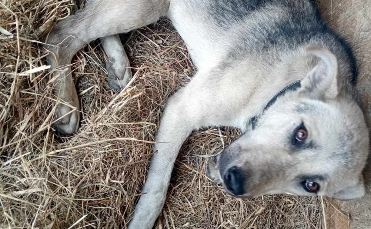"Времени осталось мало": в Поронайске пытаются спасти пса Дика, по которому проехался таксист