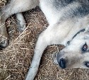 "Времени осталось мало": в Поронайске пытаются спасти пса Дика, по которому проехался таксист