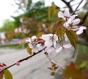 Южносахалинцы спешат увидеть последние дни цветения сакуры