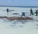 Море побелело в Долинском районе: на нерест массово подошла селёдка
