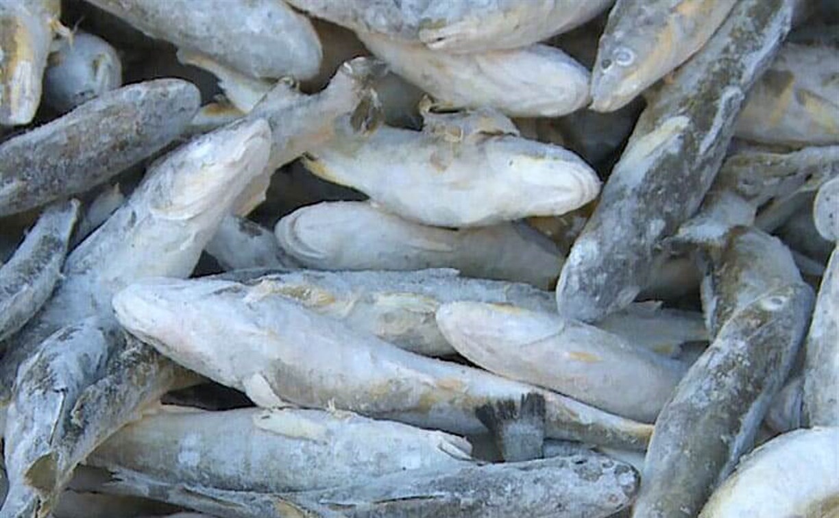 Навагу по 100 рублей распродают в Южно-Сахалинске: где купить рыбу