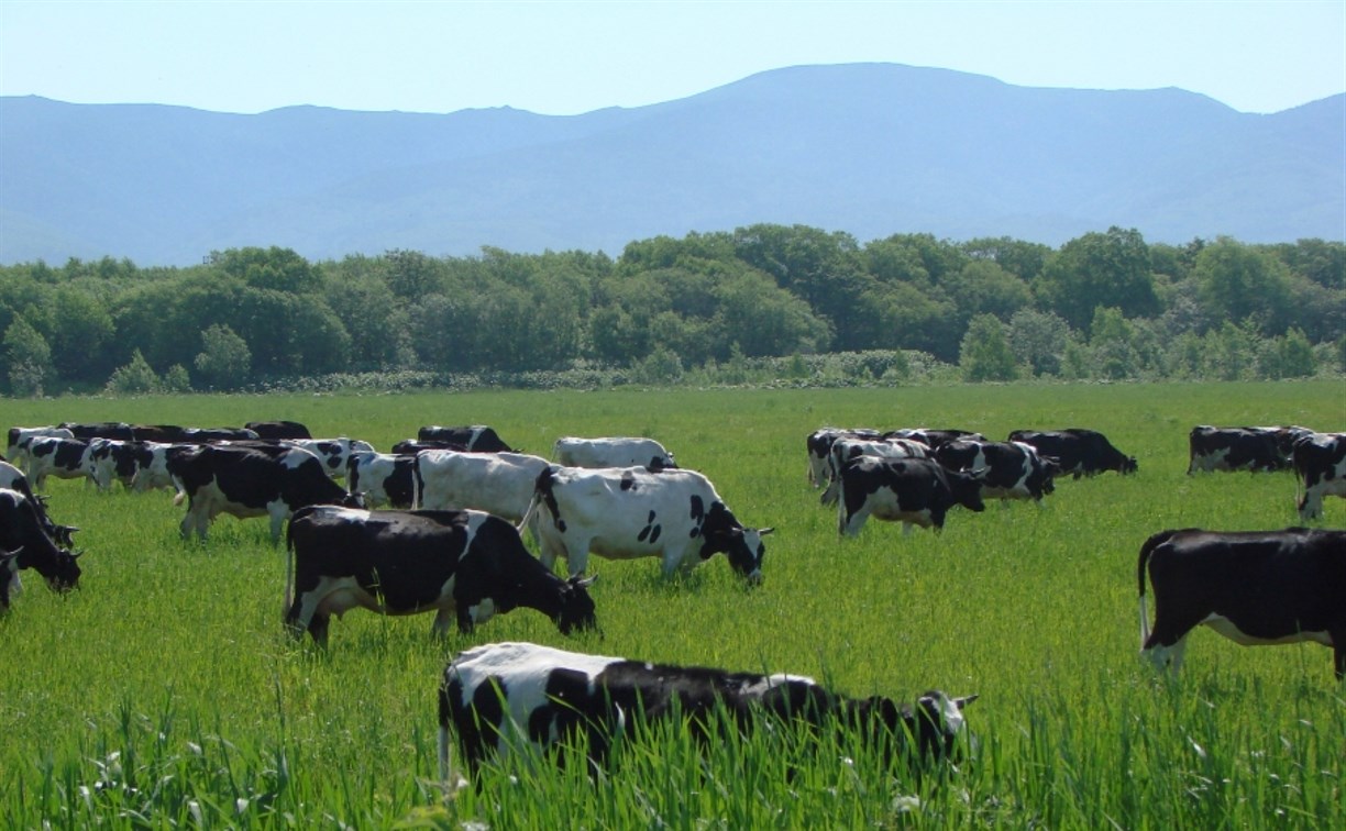 Фермеры островного региона за день получают от одной коровы почти 20 кг молока