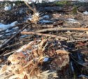 «Черные лесорубы» уничтожили более 60 лиственниц на Сахалине (ФОТО)