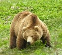 На Сахалине открывают прием заявок на охоту на медведя