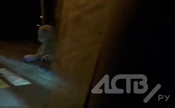 "Будьте внимательнее": белого медведя заметили на улице в Ново-Александровске