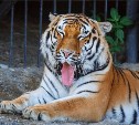 Зоопарк в Южно-Сахалинске переходит на летнее время