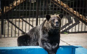 В сахалинском зоопарке меняется график работы