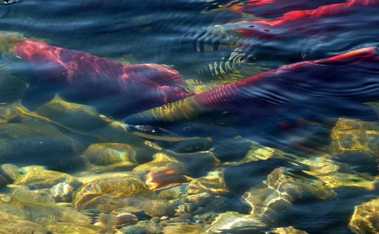 Главрыбвод: лосось на Сахалине пошел в реки, заполнение нерестилищ будет нормальным