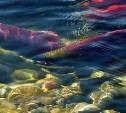 Главрыбвод: лосось на Сахалине пошел в реки, заполнение нерестилищ будет нормальным