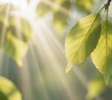 На Сахалине переменная облачность, а на Курилах ясная погода: прогноз для региона на 26 мая