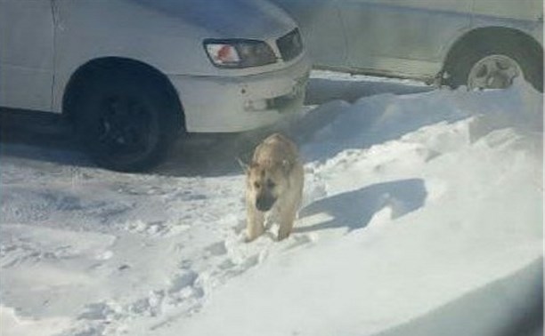 Замерзшая собака в Ногликах пришла в себя у волонтера дома и устроила там погром, съев штору
