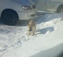 Замерзшая собака в Ногликах пришла в себя у волонтера дома и устроила там погром, съев штору