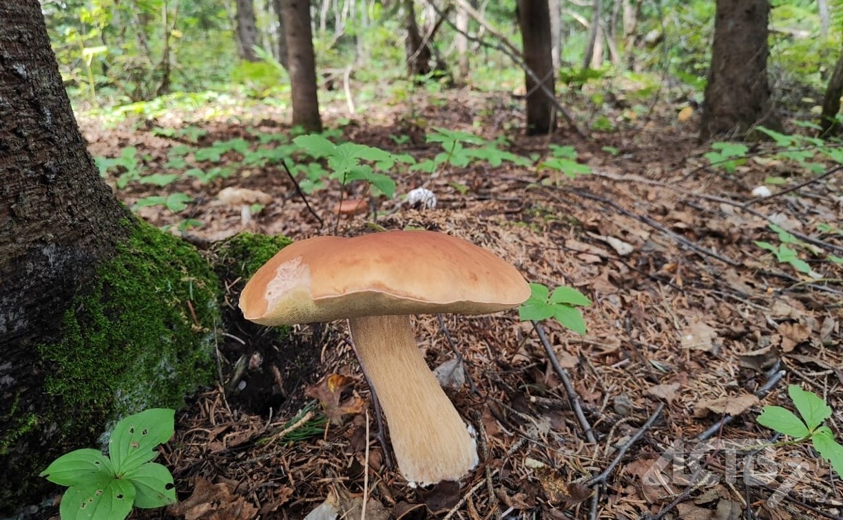 Где можно собирать грибы и за что грозит штраф: разъяснение юриста