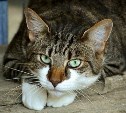 Кошачий коронавирус проник в сахалинский приют "Пёс и кот"