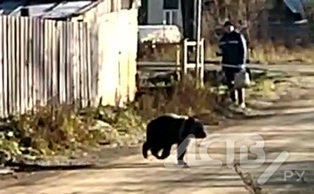 "Дядька, лови его!": медведь на Сахалине прогулялся с людьми по улице и распугал кур