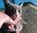 Сахалинские следователи опровергли вину детей в переломе позвоночника беременной кошки