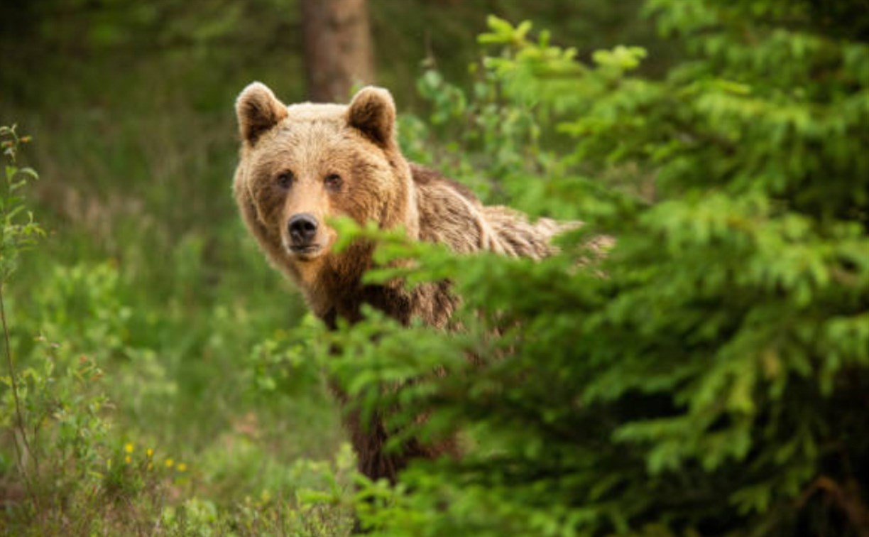 Будьте осторожны: медведь разгуливает по улице в Шахтерске 