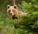 Будьте осторожны: медведь разгуливает по улице в Шахтерске 