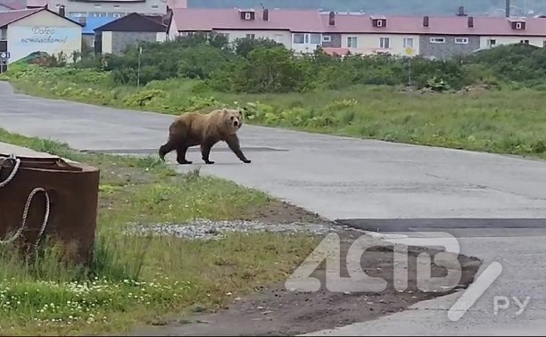 Медведица привела медвежат в Северо-Курильск - видео
