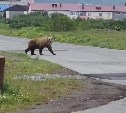 Медведица привела медвежат в Северо-Курильск - видео