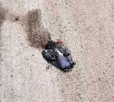 Голуби-самоубийцы садятся под колеса автомобилей в Южно-Сахалинске