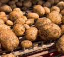 В Сахалинской области стартовала массовая уборка картофеля