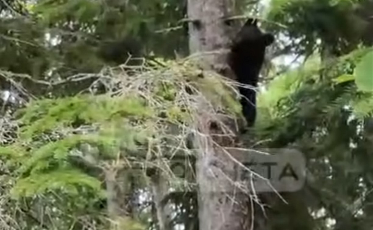 В Долинске замечен медведь, на этот раз у частного сектора