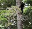 В Долинске замечен медведь, на этот раз у частного сектора