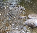 Мешки с тухлой рыбой выкинули у речки в Южно-Сахалинске