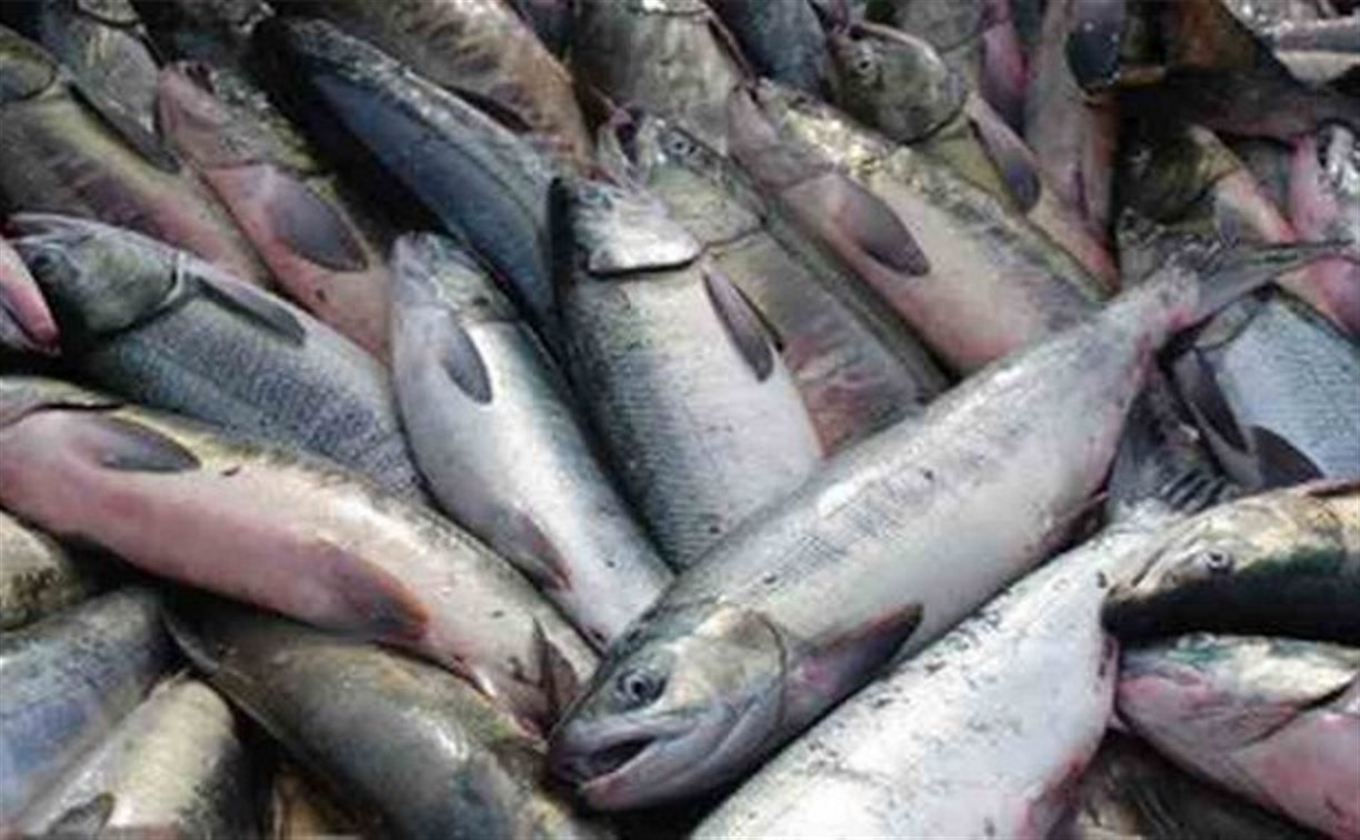 Свежую рыбу можно приобрести у ТЦ "Янтарь"