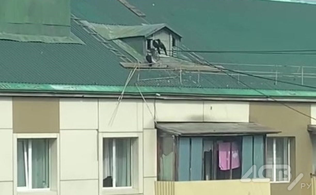 Южносахалинцы сообщают об агрессивных воронах: "разрывают" голубей и нападают на людей