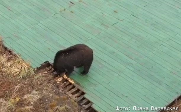 На Камчатке медведи погрызли вертолётную площадку