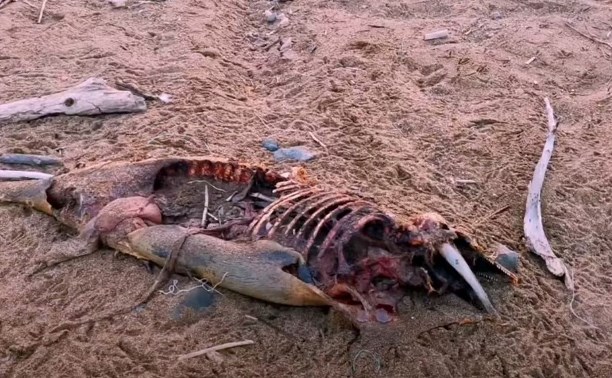 Семья блогеров обнаружила останки неопознанного животного на берегу Сахалина