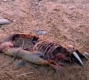 Семья блогеров обнаружила останки неопознанного животного на берегу Сахалина