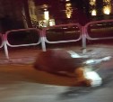 Корову сбил автомобиль в Ново-Александровске