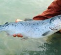 "Почему сахалинские рыбаки должны платить за рыбу? Она растёт сама"