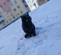 Сахалинка рассказала о жизни с котом, который вместо лотка просится в сугроб