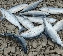 Найденные в машине сахалинца 11 хвостов симы вызвали вопросы у инспекторов ДПС