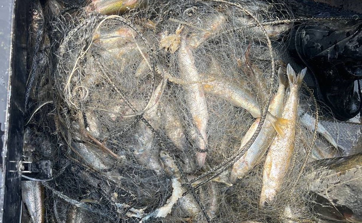 Рыбоохрана на Сахалине вытащила из водоёмов 56 сетей, набитых корюшкой