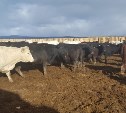 Австралийских коров будут разводить в Тымовском районе