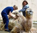 Верблюд Чингисхан из Сахалинского зоопарка сходил к парикмахеру и стал голым