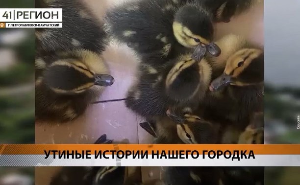 На Камчатке устроили спасательную операцию для 13 утят