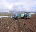 До 96 тысяч тонн картофеля планируют вырастить на Сахалине в 2016 году