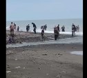 Сахалинские рыбаки оккупировали устье реки Нитуй и сачками загребают горбушу