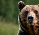 В Петропавловске-Камчатском возле здания кукольного театра пробежал медведь