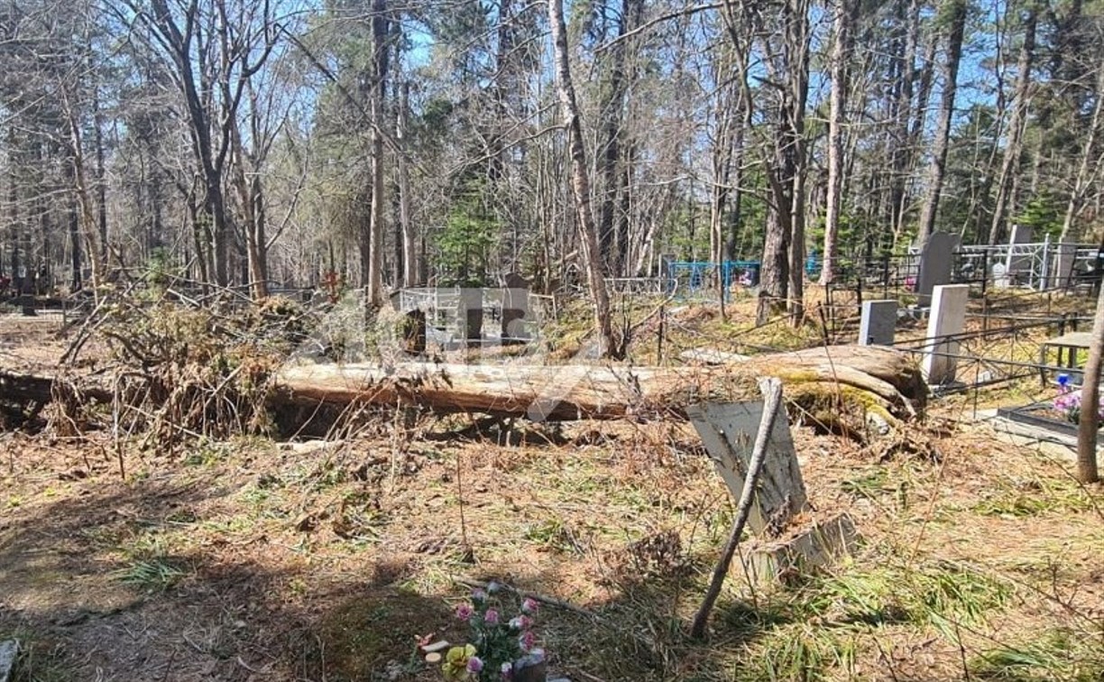 Мэрия Южно-Сахалинска прокомментировала поваленные деревья на кладбище