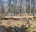 Мэрия Южно-Сахалинска прокомментировала поваленные деревья на кладбище