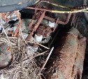 История, в которой прекрасно всё: трясогузки на Курилах вывели птенцов в кабине дома