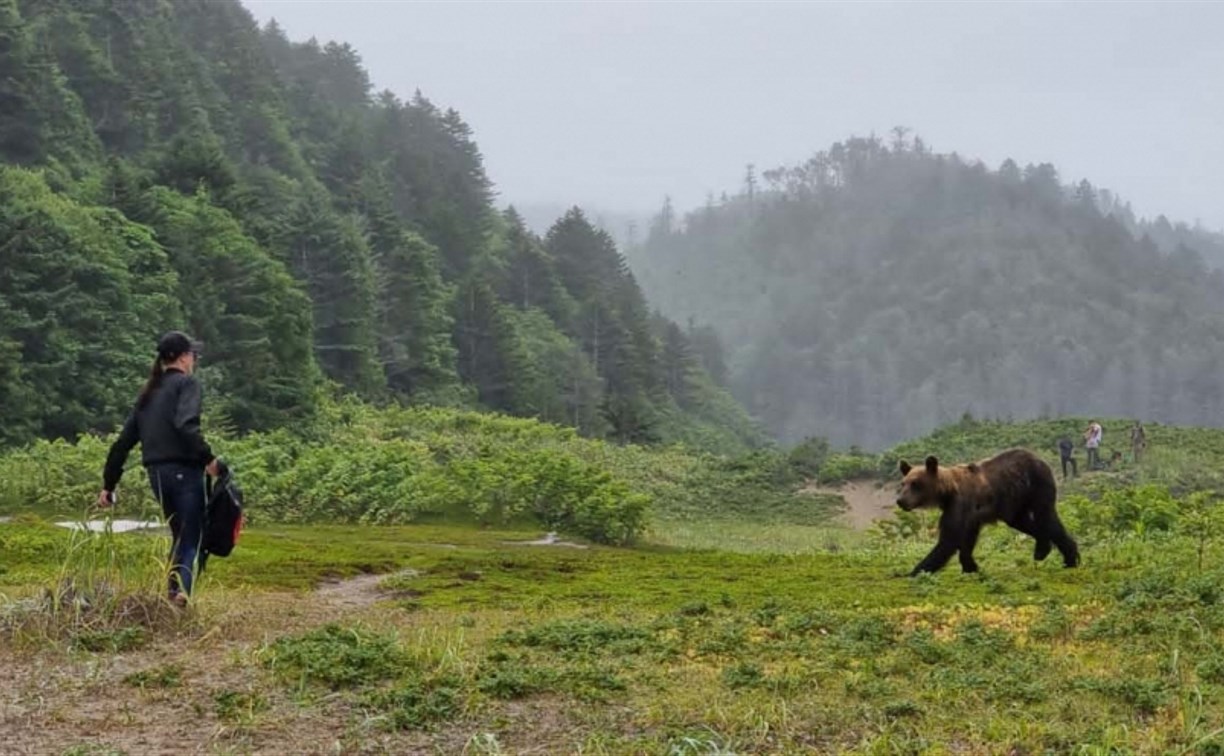 "Оставалось два прыжка": медведь на Курилах пытался напасть на сотрудника заповедника